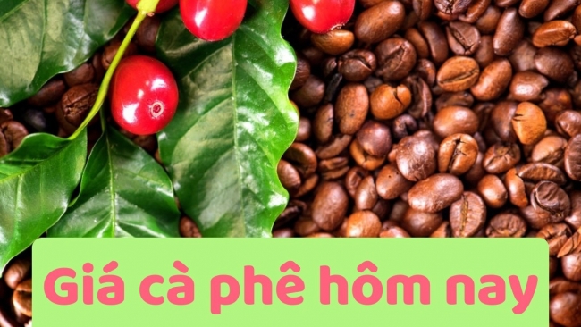 Ngày 13/7: Giá cà phê đi ngang, hồ tiêu neo ở mức cao