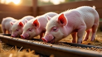Ngày 13/7: Giá heo hơi miền Bắc giảm, miền Nam giữ đỉnh toàn quốc