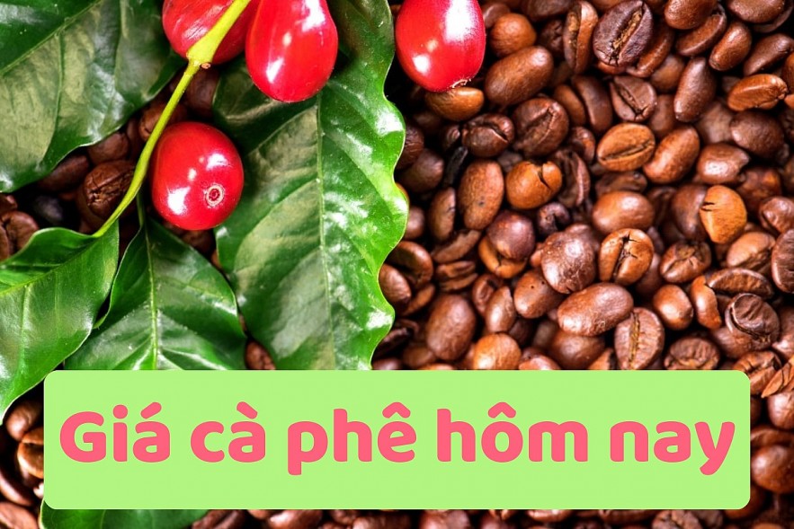Ngày 13/7: Giá cà phê đi ngang, hồ tiêu neo ở mức cao