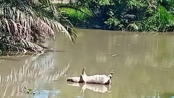 Xử lý nghiêm các hành vi giấu dịch, vận chuyển, buôn bán... lợn bị bệnh tả châu Phi