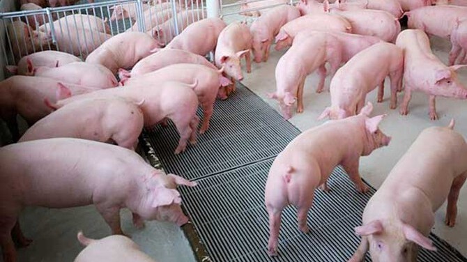 Ngày 16/7: Giá heo hơi giảm nhẹ tại nhiều địa phương