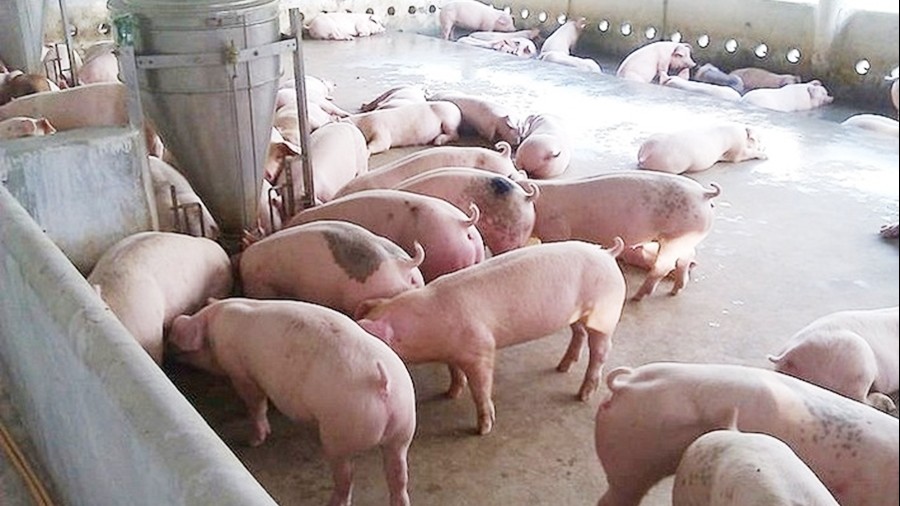 Ngày 17/7: Giá heo hơi tại nhiều địa phương kéo dài xu hướng giảm