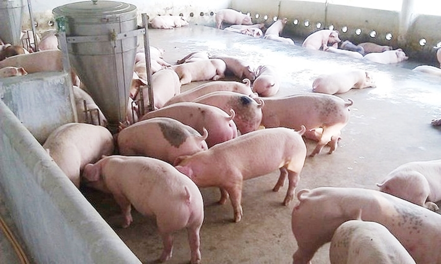 Ngày 17/7: Giá heo hơi tại nhiều địa phương kéo dài xu hướng giảm
