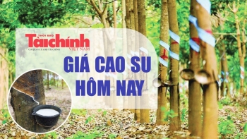 Ngày 17/7: Giá cao su trên các sàn giao dịch biến động không đồng nhất