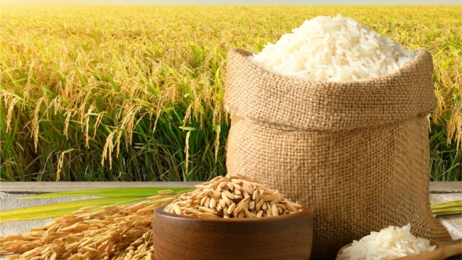 Ngày 18/7: Giá lúa gạo tại Đồng bằng sông Cửu Long ít biến động