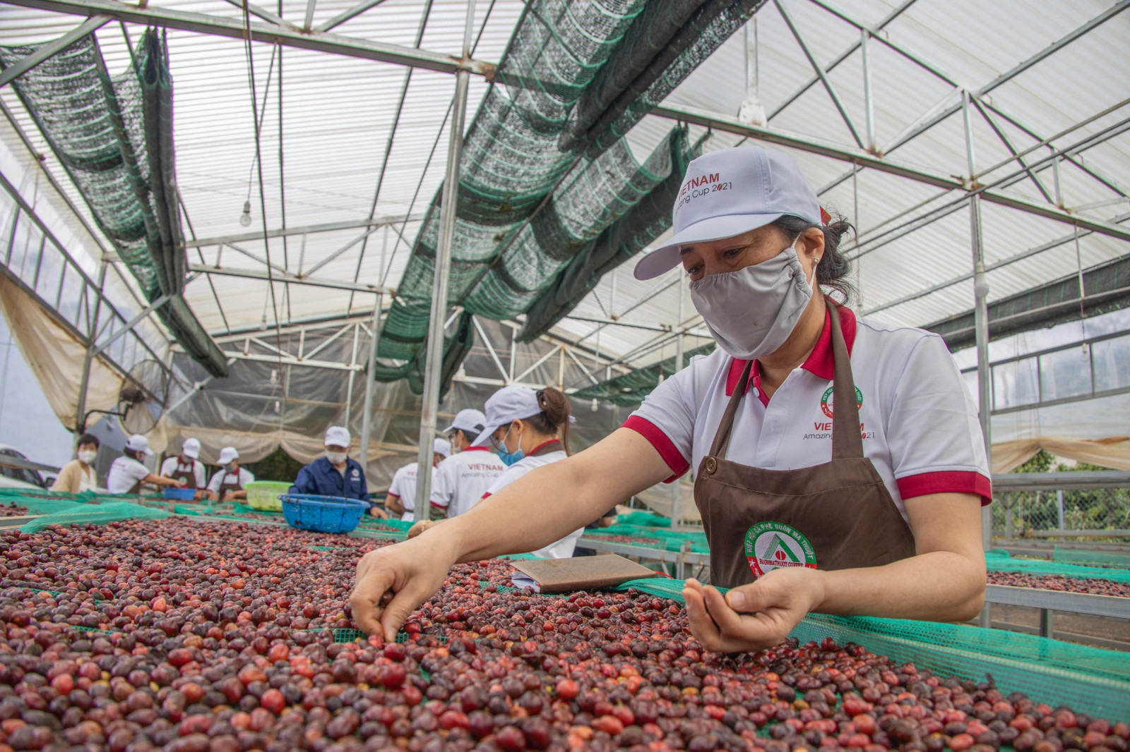 Giá cà phê hôm nay 19/7: Giao dịch yếu, giá lùi về 117.000 đồng/kg - Ảnh 1