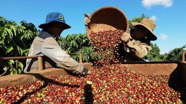 Ngày 24/7: Giá cà phê tăng cao, hồ tiêu neo ở mức 137.400 đồng/kg