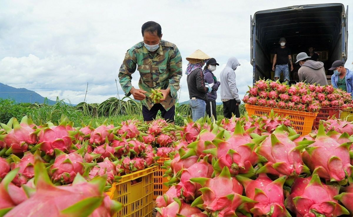 Thủ tướng chỉ đạo gỡ vướng cho thanh long, hồ tiêu xuất khẩu sang EU