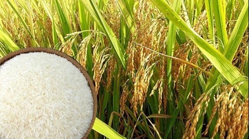 Ngày 26/7: Giá gạo tiếp tục tăng tại Đồng bằng sông Cửu Long