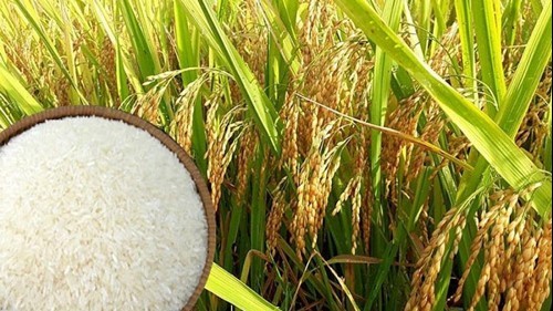 Ngày 26/7: Giá gạo tiếp tục tăng tại Đồng bằng sông Cửu Long