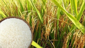 Ngày 26/7: Giá gạo tiếp tục tăng tại Đồng bằng sông Cửu Long