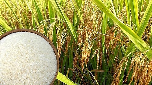 Ngày 26/7: Giá gạo tiếp tục tăng tại Đồng bằng sông Cửu Long