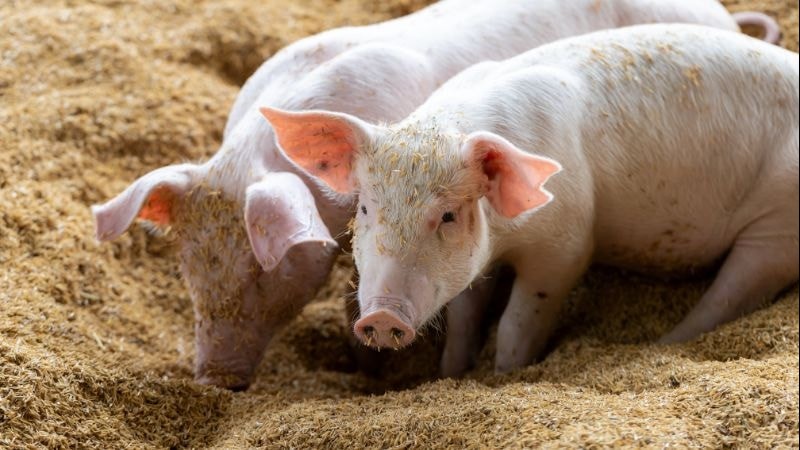 Ngày 28/7: Giá heo hơi giữ ổn định trong vùng 59.000 – 65.000 đồng/kg