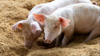 Ngày 28/7: Giá heo hơi giữ ổn định trong vùng 59.000 – 65.000 đồng/kg