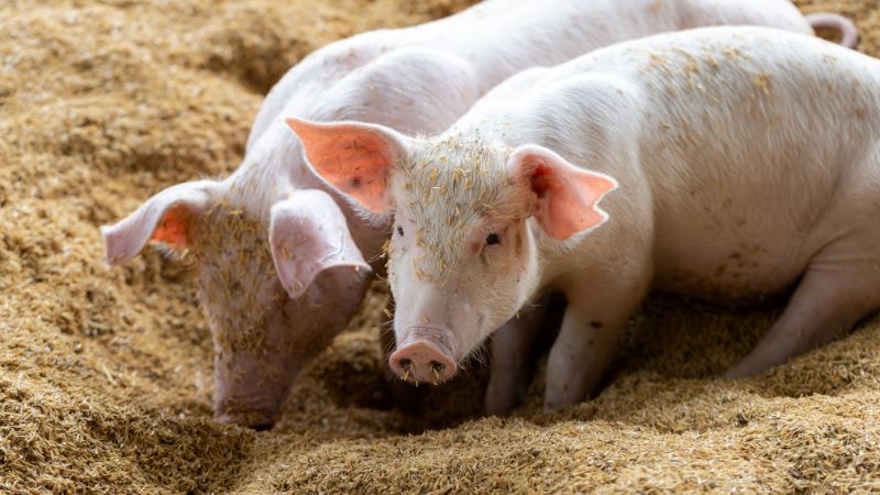 Ngày 28/7: Giá heo hơi giữ ổn định trong vùng 59.000 – 65.000 đồng/kg