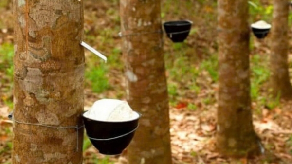 Ngày 29/7: Giá cao su thế giới ổn định, trong nước tăng mạnh