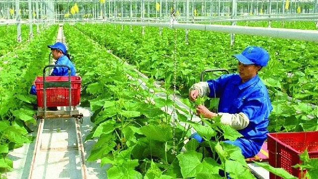 Đề xuất cắt giảm, đơn giản hoá 276 thủ tục nông nghiệp liên quan đến hoạt động sản xuất, kinh doanh