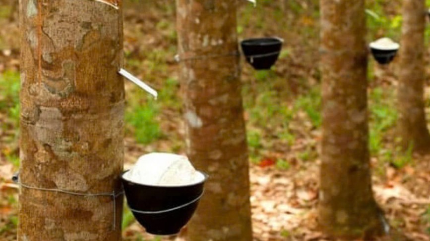 Ngày 1/8: Giá cao su thế giới phục hồi tăng, trong nước ổn định