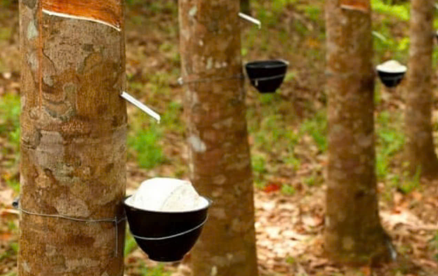 Ngày 1/8: Giá cao su thế giới phục hồi tăng, trong nước ổn định