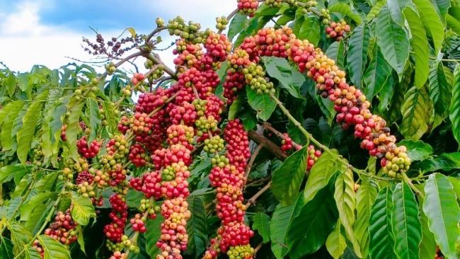 Ngày 2/8: Giá cà phê tiếp tục tăng, hồ tiêu neo ở ngưỡng cao