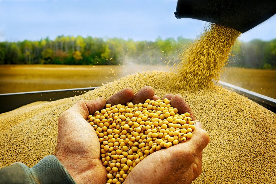 Thị trường nông sản tuần qua: Giá đậu tương tiếp tục tuần giảm thứ hai liên tiếp