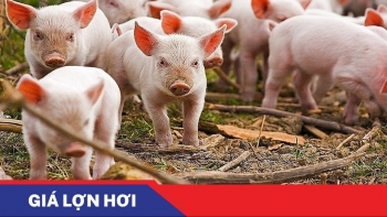 Ngày 4/8: Giá heo hơi tại miền Bắc duy trì đỉnh 65.000 đồng/kg