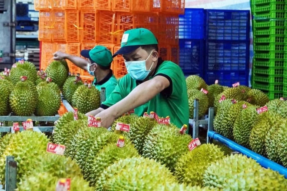 Chuẩn hóa kiểm soát an toàn thực phẩm cho sầu riêng tươi xuất khẩu