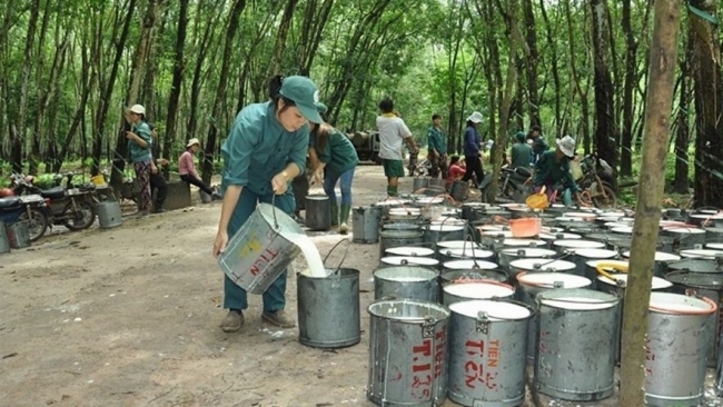 Ngày 5/8: Giá cao su thế giới giảm, trong nước tăng nhẹ