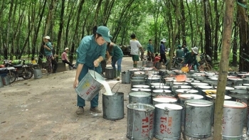 Ngày 5/8: Giá cao su thế giới giảm, trong nước tăng nhẹ