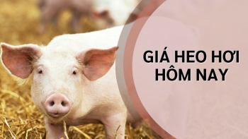Ngày 6/8: Giá heo hơi biến động trái chiều tại ba miền