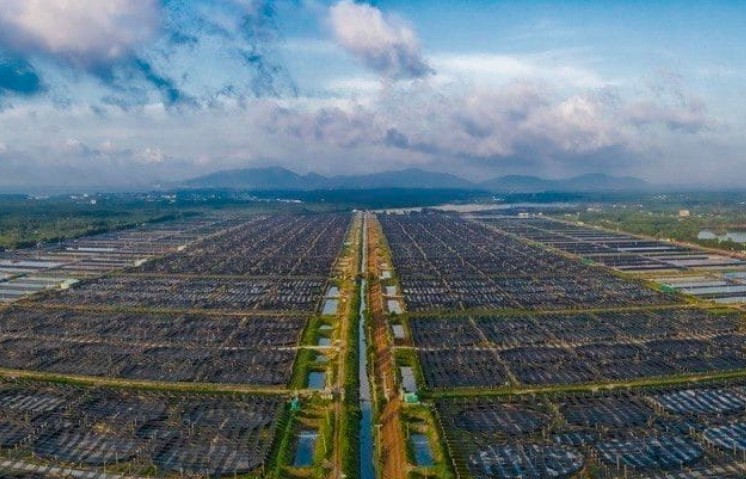 Thuỷ sản Minh Phú báo lãi quý II tăng gấp 4 lần nhờ cải thiện hoạt động kinh doanh