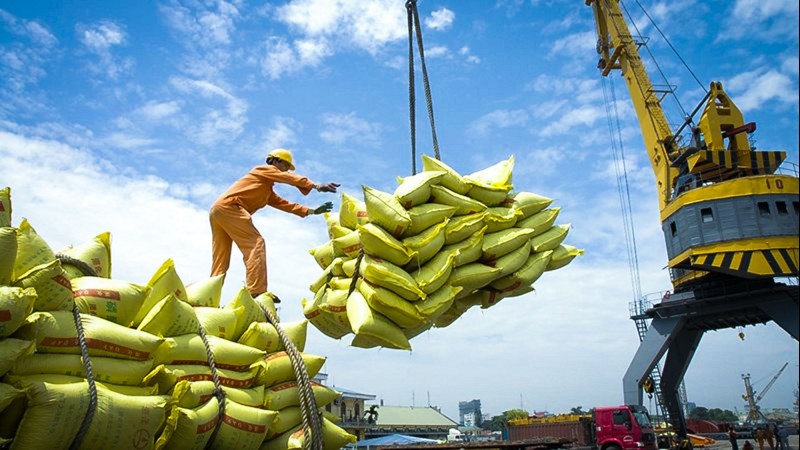 Ngày 9/8: Giá gạo xuất khẩu tăng từ 1 đến 4 USD/tấn so với phiên đầu tuần