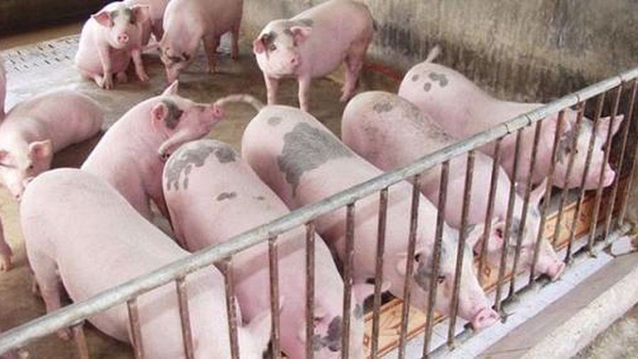 Ngày 9/8: Giá heo hơi đồng loạt giảm tại thị trường miền Bắc
