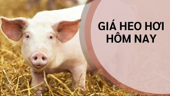 Ngày 13/8: Giá heo hơi trên cả nước đồng loạt giảm
