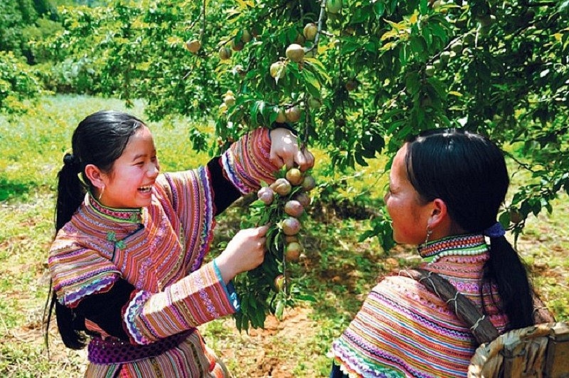 Sơn La: Thực hiện hiệu quả chính sách giảm nghèo bền vững