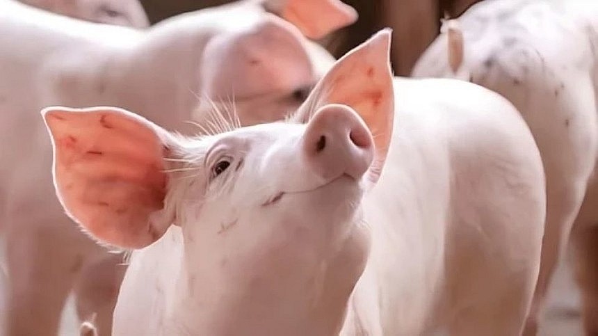 Ngày 14/8: Giá heo hơi đồng loạt đi xuống, miền Trung - Tây Nguyên chạm đáy 56.000 đồng/kg