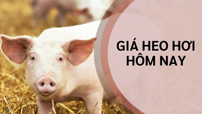 Ngày 17/8: Giá heo hơi giảm ở một số tỉnh miền Bắc và miền Nam