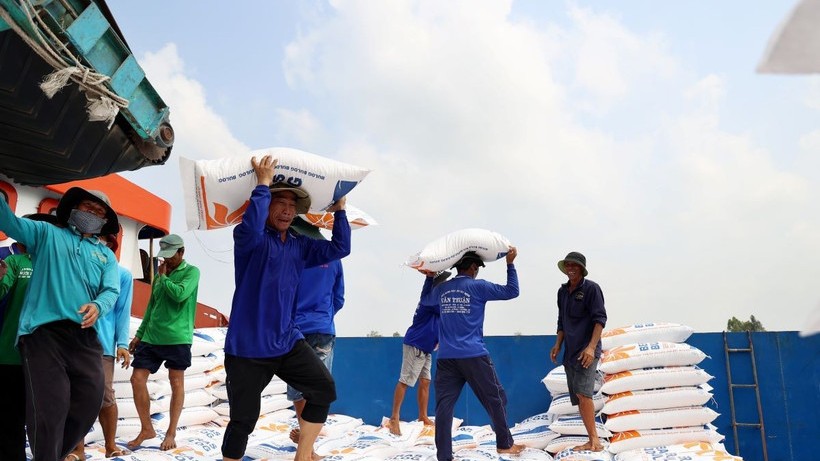 Sản lượng gạo toàn cầu có thể đạt mức cao kỷ lục trong niên vụ tới