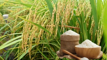 Ngày 20/8: Giá lúa gạo tại Đồng bằng sông Cửu Long bình ổn