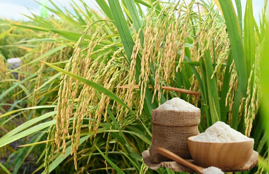 Ngày 20/8: Giá lúa gạo tại Đồng bằng sông Cửu Long bình ổn