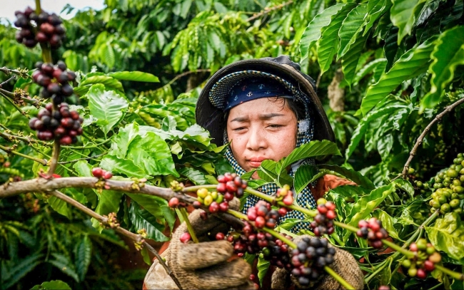 Ngày 22/8: Giá cà phê và hồ tiêu đồng loạt tăng