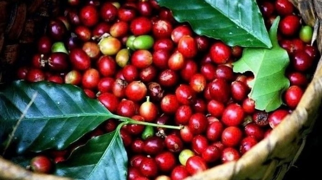 Ngày 23/8: Đà tăng giá của cà phê, hồ tiêu chưa có dấu hiệu dừng