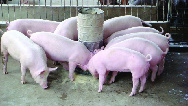 Ngày 23/8: Giá heo hơi giảm sâu về mốc 53.000 đồng/kg