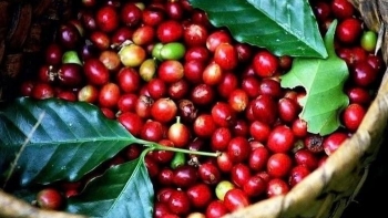 Ngày 23/8: Đà tăng giá của cà phê, hồ tiêu chưa có dấu hiệu dừng