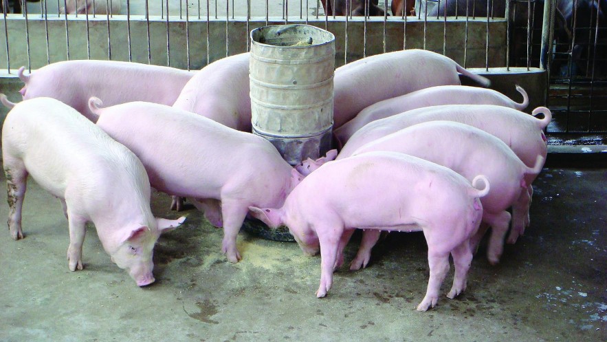 Ngày 23/8: Giá heo hơi giảm sâu về mốc 53.000 đồng/kg