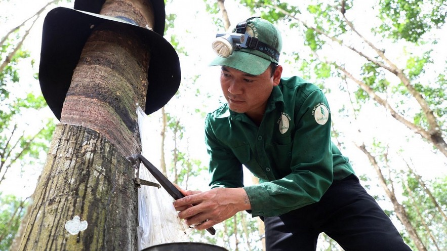 Giá cao su biến động ra sao tháng cuối năm?