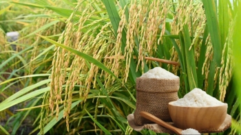 Ngày 25/8: Giá lúa gạo tại Đồng bằng sông Cửu Long ổn định sáng đầu tuần