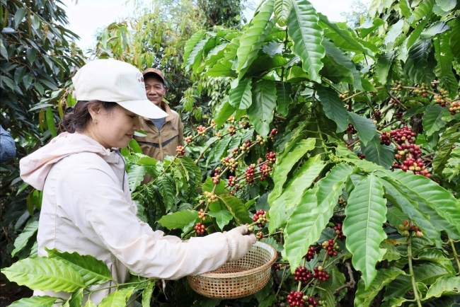 Ngày 25/8: Giá cà phê neo cao chót vót, hồ tiêu ổn định