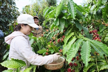 Ngày 25/8: Giá cà phê neo cao chót vót, hồ tiêu ổn định