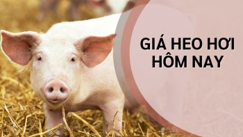 Ngày 25/8: Giá heo hơi trên cả nước dao động trong khoảng 53.000 - 61.000 đồng/kg